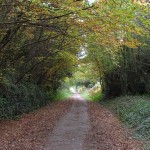Tarka Trail leafy lane